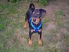 Deutscher Pinscher Foto: unser Joda (ID 22550) Deutscher Pinscher Hund
