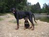 Deutscher Pinscher Foto: Ikarus & Leon (ID 12066) Deutscher Pinscher Hund