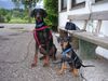 Deutscher Pinscher Foto: Ikarus & Leon (ID 12065) Deutscher Pinscher Hund