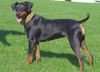 Deutscher Pinscher Foto: Brisca v. Asbachtal (ID 19982) Deutscher Pinscher Hund