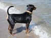 Deutscher Pinscher Hund