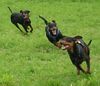 Deutscher Pinscher Foto: tyson mit freunde 2 (ID 16732) Deutscher Pinscher Hund