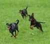 Deutscher Pinscher Foto: tyson mit Freunde (ID 16731) Deutscher Pinscher Hund