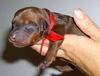 Deutscher Pinscher Foto: Ich bin rothärig und 4 Tage alt! (ID 23885) Deutscher Pinscher Hund