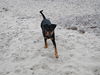 Deutscher Pinscher Hund