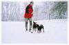 Deutscher Pinscher Foto: Schnee-stürmige Zeiten (Haller Deutsche Pinscher) (ID 40766) Deutscher Pinscher Hund