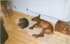 Deutscher Pinscher Foto: Da hier noch keitn Bild eines roten Pinschers vorhanden ist: Hier unser Scotty, wie man sieht ein Katzenfreund (ID 4114) Deutscher Pinscher Hund
