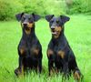 Deutscher Pinscher Foto: Shila (Fame vom Dörnle) mit Angel (Angie v.d. Keltenschanze (ID 14417) Deutscher Pinscher Hund