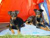 Deutscher Pinscher Foto: Shila (Fame vom Dörnle) mit Angel (Angie v.d. Keltenschanze (ID 14418) Deutscher Pinscher Hund