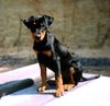 Deutscher Pinscher Foto: Fame vom Dörnle mit 10 Wochen (ID 8193) Deutscher Pinscher Hund