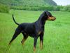 Deutscher Pinscher Foto: Shila (Fame vom Dörnle) (ID 14416) Deutscher Pinscher Hund