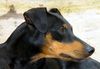 Deutscher Pinscher Foto: Shila (Fame vom Dörnle) (ID 14423) Deutscher Pinscher Hund