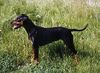 Deutscher Pinscher Foto: Fame vom Dörnle mit 15 Monaten (ID 8194) Deutscher Pinscher Hund