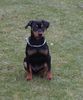 Deutscher Pinscher Foto: 11 Wochen alter Welpe (ID 7625) Deutscher Pinscher Hund