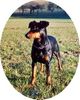 Deutscher Pinscher Foto: Dinka von der Hasenburg (ID 27457) Deutscher Pinscher Hund
