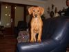 Deutscher Pinscher Hund
