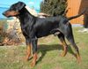 Deutscher Pinscher Hund