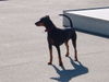 Deutscher Pinscher Foto: Tyson von Wachhög (ID 39081) Deutscher Pinscher Hund