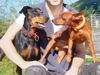 Deutscher Pinscher Foto: Tyson von Wachhög und Leroy von Zemp (ID 39082) Deutscher Pinscher Hund