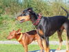 Deutscher Pinscher Foto: Tyson von Wachhög und Leroy von Zemp (ID 39083) Deutscher Pinscher Hund