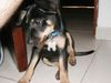 Deutscher Pinscher Foto: süß!! (ID 13344) Deutscher Pinscher Hund