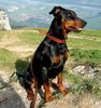 Deutscher Pinscher Foto: tyson vom Wachhög (ID 16730) Deutscher Pinscher Hund