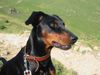 Deutscher Pinscher Foto: tyson vom Wachhög (ID 16728) Deutscher Pinscher Hund