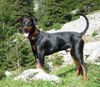 Deutscher Pinscher Foto: tyson vom Wachhög (ID 16727) Deutscher Pinscher Hund
