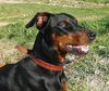 Deutscher Pinscher Foto: tyson vom Wachhög (ID 16726) Deutscher Pinscher Hund