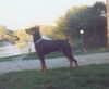 Deutscher Pinscher Foto: TOKYO de la Capelliere (ID 10363) Deutscher Pinscher Hund