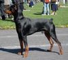 Deutscher Pinscher Foto: TOKYO de la Capelliere (ID 10398) Deutscher Pinscher Hund