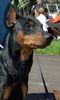Deutscher Pinscher Foto: TOKYO de la Capelliere (ID 10399) Deutscher Pinscher Hund