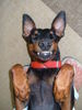 Deutscher Pinscher Foto: Tyson als Clown (ID 39084) Deutscher Pinscher Hund