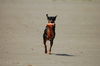 Deutscher Pinscher Foto: Kaya - habe was gefunden (ID 39847) Deutscher Pinscher Hund