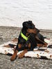 Deutscher Pinscher Foto: Kaya (ID 39848) Deutscher Pinscher Hund