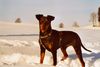 Deutscher Pinscher Foto: Winterfreuden im Westallgäu (Dinka von der Hasenburg) (ID 17851) Deutscher Pinscher Hund