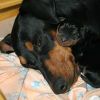 Deutscher Pinscher Foto: Xilly und ihre Tochter (ID 40841) Deutscher Pinscher Hund
