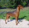 Deutscher Pinscher Foto: YAGO VOM AWARENRING 16 Monate (ID 5759) Deutscher Pinscher Hund