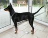 Deutscher Pinscher Foto: Xavus von Bansow (ID 11862) Deutscher Pinscher Hund