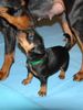 Deutscher Pinscher Foto: Wir haben Welpen! (ID 40482) Deutscher Pinscher Hund