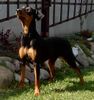 Deutscher Pinscher Foto: http://www.pinczeromania.idysk.com/ (ID 12077) Deutscher Pinscher Hund