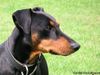 Deutscher Pinscher Foto: Sitt von Bansow (ID 14116) Deutscher Pinscher Hund