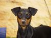 Deutscher Pinscher Foto: Shila (Fame vom Dörnle) beim Mäusesuchen (ID 14415) Deutscher Pinscher Hund