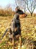 Deutscher Pinscher Foto: GRASANT Galant http://www.pinczer.w.pl (ID 10295) Deutscher Pinscher Hund