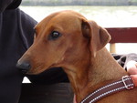 Deutscher Pinscher Hund