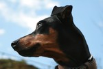 Deutscher Pinscher Hund