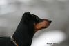 Deutscher Pinscher Foto: Dinka, eine vitale Hündin mit über 10 Jahren (ID 46963) Deutscher Pinscher Hund