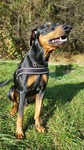 Deutscher Pinscher Foto: Entusiasmus (Hugo) Bemus (ID 47290) Deutscher Pinscher Hund