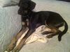Deutscher Pinscher Foto: Deutscher Pinscher? (ID 37418) Deutscher Pinscher Hund