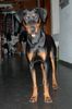 Deutscher Pinscher Foto: Lennox, 8 Monate (ID 27205) Deutscher Pinscher Hund